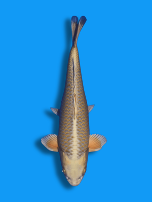 Mukashi Ogon | Koi&Co.